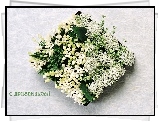 Białe, Kwiatki, Doniczka