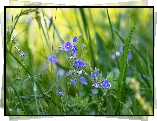 Niebieskie, Kwiaty, Przetacznik, Trawa