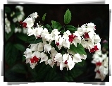 Białe, Kwiaty, Klerodendrum