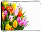 Kwiaty, Bukiet, Kolorowe, Tulipany, Białe, Tło