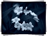 Kwiaty, Plumeria, Biało-Niebieski