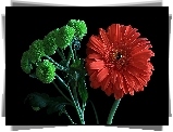 Kwiaty, Zielone, Czerwone, Gerbera