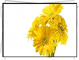 Kwiaty, Żółte, Cztery, Gerbery