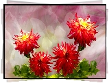 Kwiaty, Czerwone, Dalie, Grafika