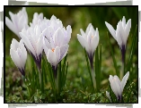 Kwiaty, Biało-fioletowe, Krokusy