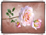 Kwiaty, Róża, Pąki, Grafika 2D