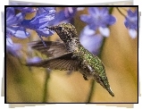 Koliber, Kwiaty, Fioletowe