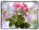 Kwiaty, Sępolia, Kolorowe tło