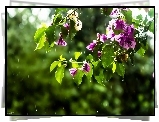 Kwiaty, Różowa, Bugenwilla, Krople, Deszcz