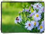 Kwiaty, Astry marcinki, Pszczoła