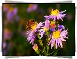 Kwiaty, Fioletowe, Jesienne, Astry marcinki, Pszczoła
