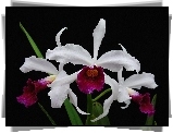 Kwiaty, Orchidea