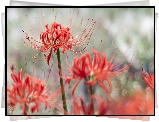 Kwiaty, Czerwone, Lilie pajęcze, Lycoris