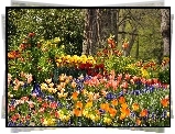 Park, Kwiaty, Tulipany