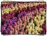 Kwiaty, Hiacynty, Kolorowe, Pole, Uprawa