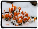 Kwiaty, Krokusy, Pomarańczowe, Śnieg