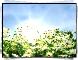 Kwiaty, Margerytki, Promienie, Słońca