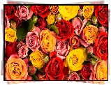 Kwiaty, Kolorowe, Róże, Pąki