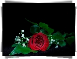 Kwiaty, Czerwona, Róża, Gipsówka, Tło czarne