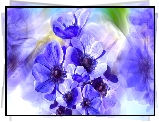 Kwiaty, Niebieskie, Zawilce, Grafika