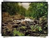 Las, Rzeka, Kamienie, Paprocie, Mgła