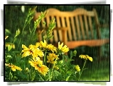 Żółte, Kwiaty, Ławka, Letni Deszcz