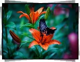 Lilie, Kwiaty, Czarny, Motyl, Papilio okinawensis