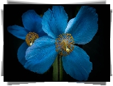 Kwiat, Mak, Niebieski