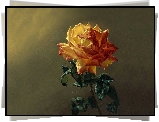 Obraz, Malarstwo, Róża