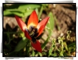 Mały, Tulipan
