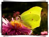 Motyl, Latolistek cytrynek, Kwiat, Aster