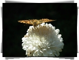 Motyl, Perłowiec malinowiec, Kwiat, Aster