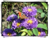 Motyl, Rusałka pawik, Kwiaty, Astry