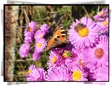 Motyl, Rusałka, Pokrzywnik, Kwiaty, Pszczoła