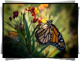 Motyl monarcha, Danaid wędrowny, Kwiat