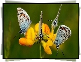 Motyle, Modraszki, Żółty, Kwiatek