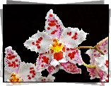 Nakrapiana, Orchidea
