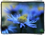 Aster, Niebieski, Kwiat