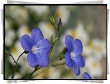 Niebieskie, Kwiaty, Len