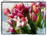Tulipany, Śnieg, Listki