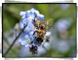 Niezapominajka, Pszczoła, Zbliżenie, Rozmycie