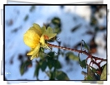 Żółta, Róża, Śnieżne, Tło