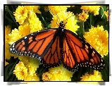 Obraz, Motyl monarcha, Kwiaty