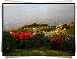 Ocean, Kwiatki, Azory, Portugalia
