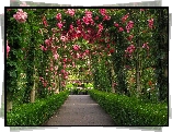 Ogród, Botaniczny, Aleja Różana