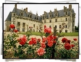 Ogród, Róże, Zamek, Amboise. Francja
