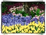 Ogród, Różne, Kwiatki, Żółte, Tulipany
