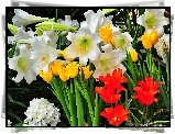 Ogród, Lilie, Tulipany, Hortensja