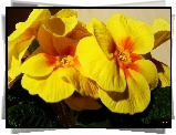 Kwiaty, Żółta, Prymula