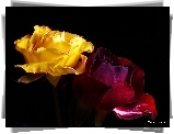 Róże, Żółta, Bordowa